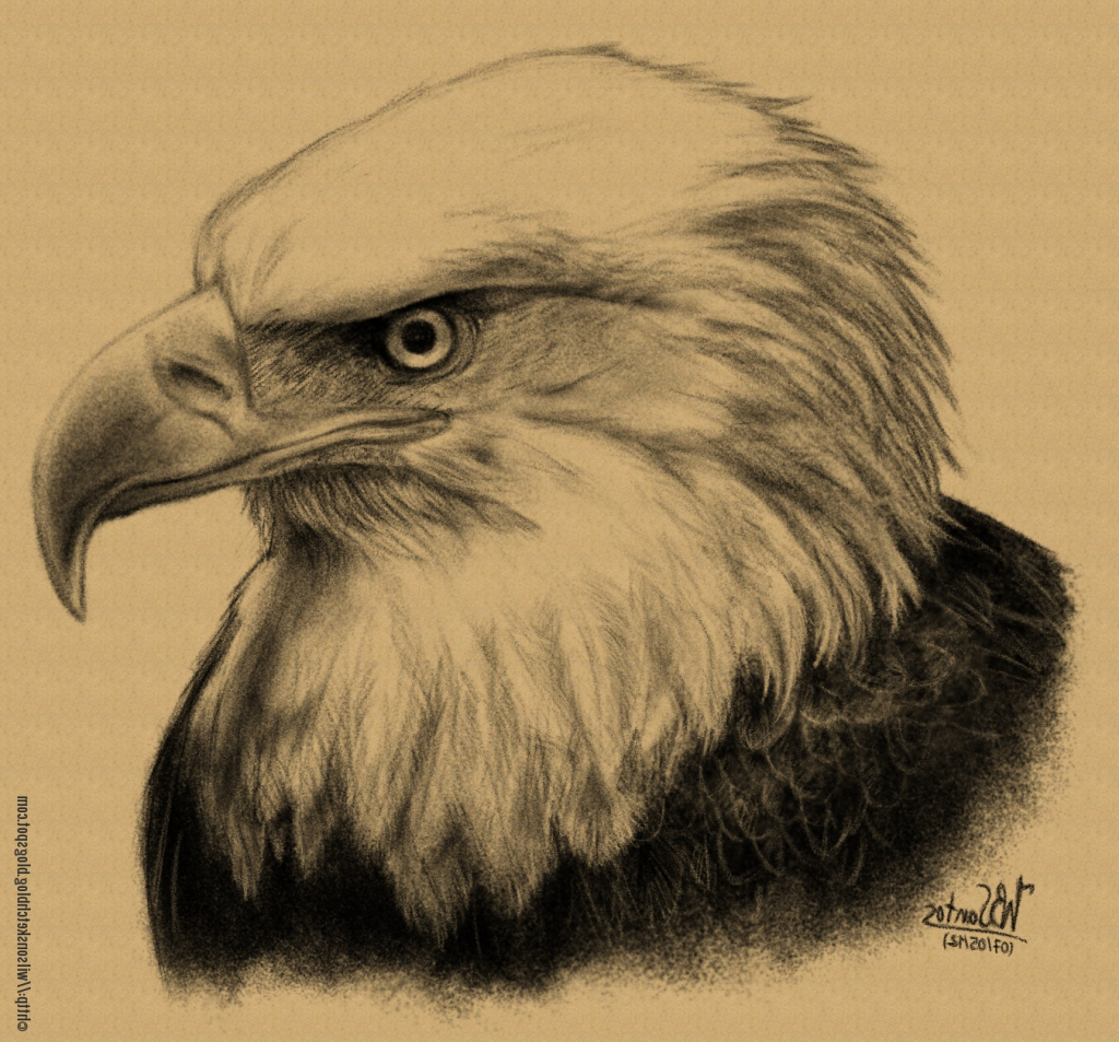 Bald Eagle Pencil Drawing at GetDrawings | Free download