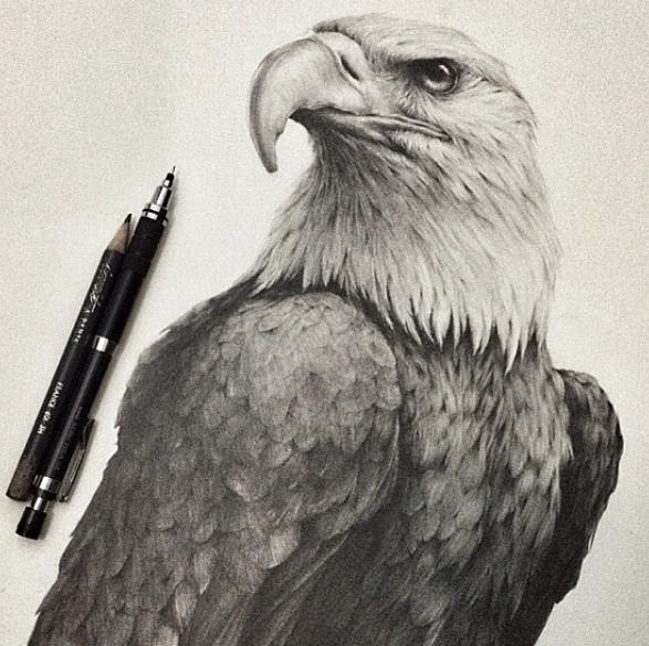 Bald Eagle Pencil Drawing at GetDrawings | Free download