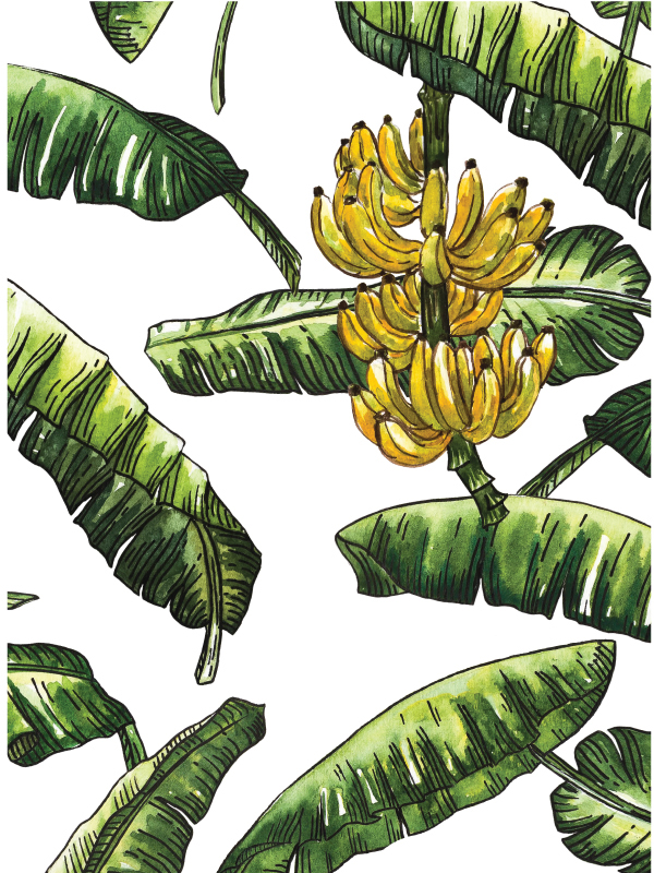 Banana Leaf Drawing at GetDrawings | Free download