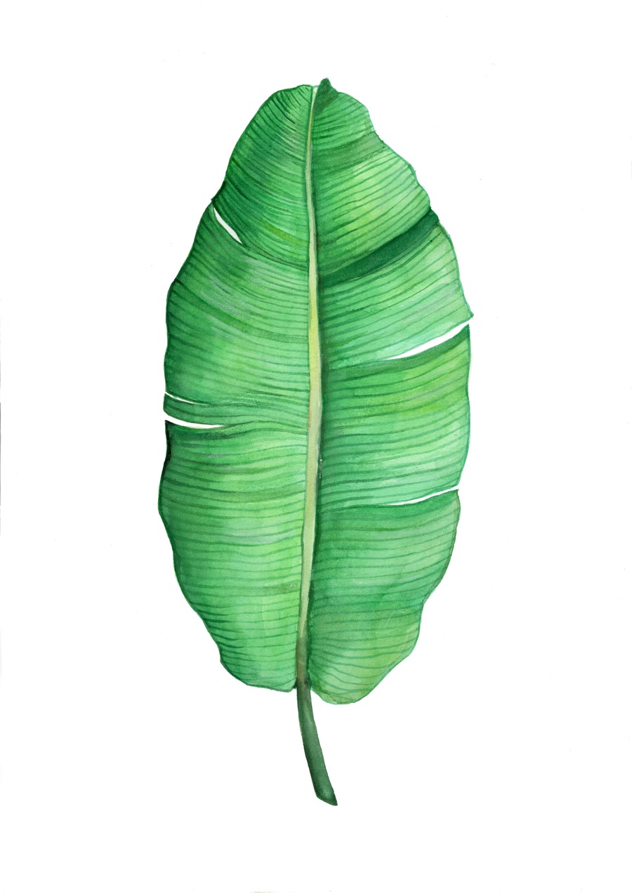Banana Leaf Drawing at GetDrawings Free download