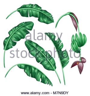 Banana Leaf Drawing at GetDrawings | Free download