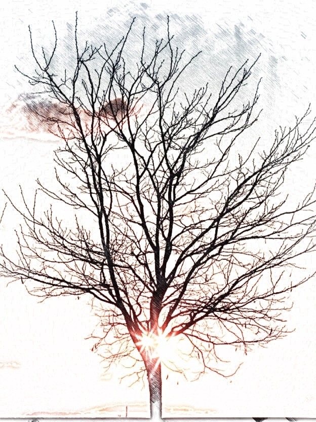 Bare Tree Drawing at GetDrawings | Free download