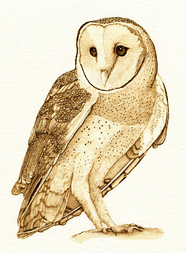 Barn Owl Drawing At Getdrawings Free Download