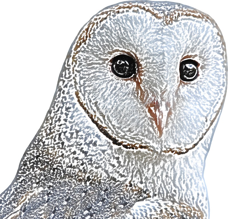 Barn Owl Face Drawing at GetDrawings | Free download