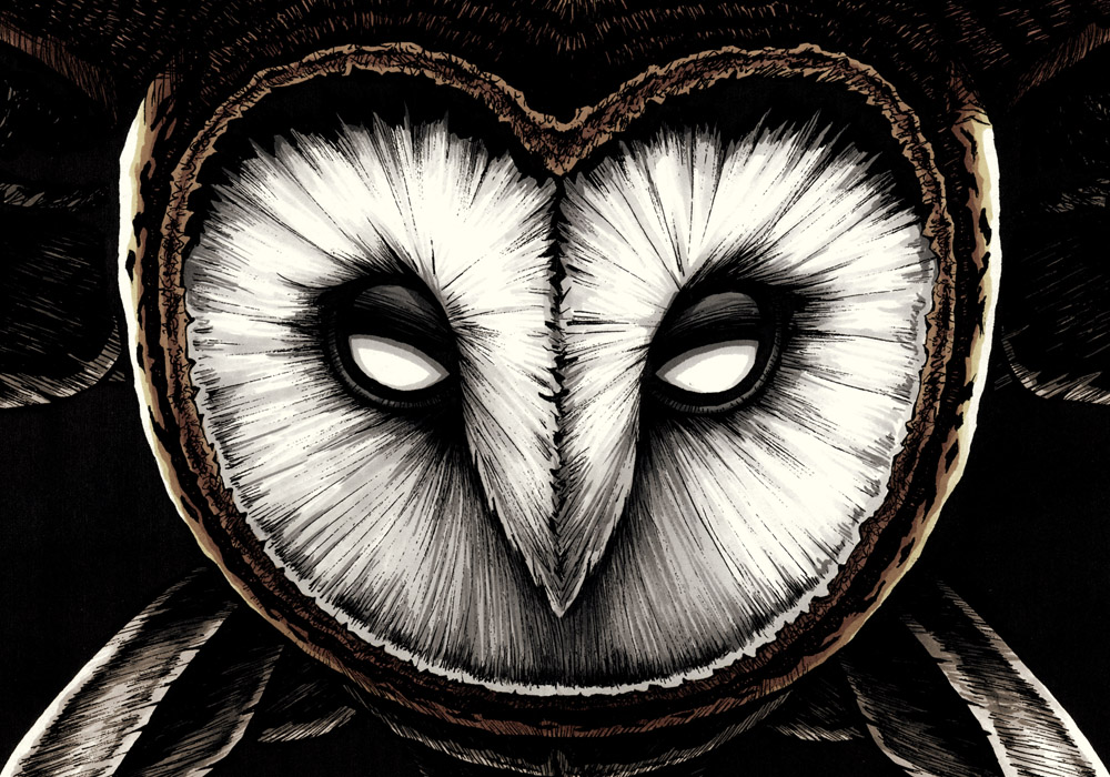 Barn Owl Face Drawing at GetDrawings | Free download