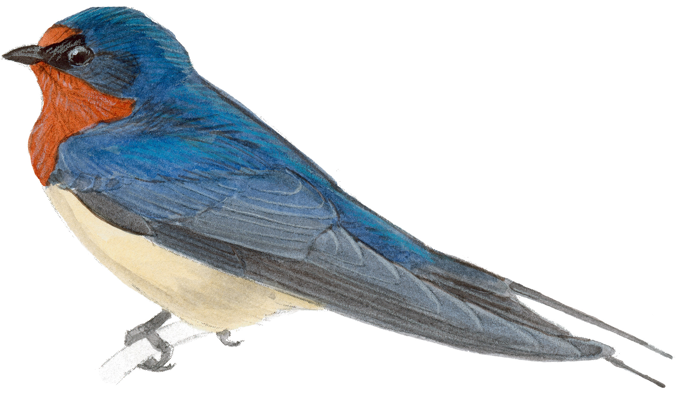 Barn Swallow Drawing at GetDrawings Free download