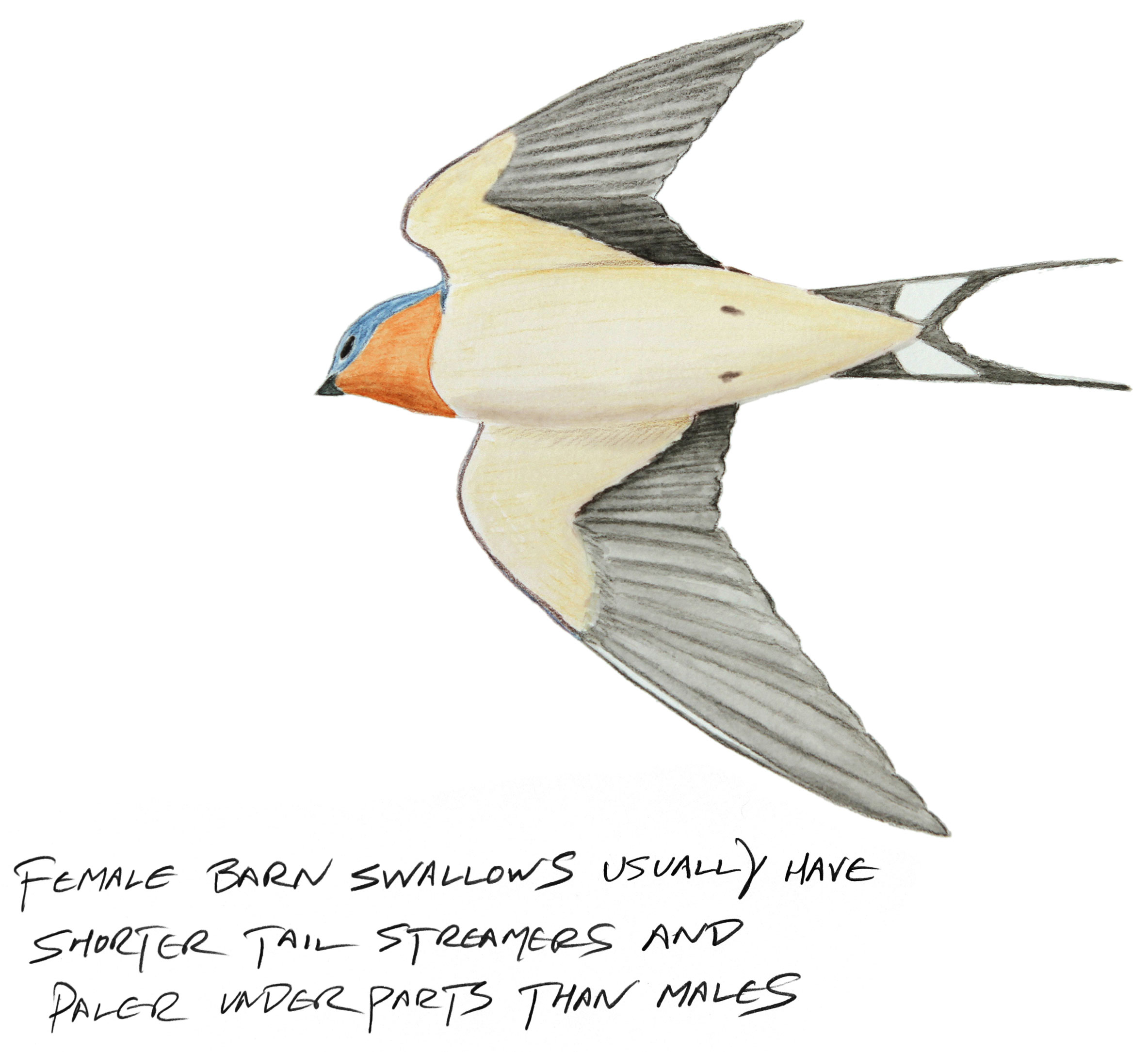 Barn Swallow Drawing at GetDrawings Free download