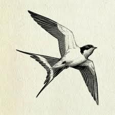 Barn Swallow Drawing At Getdrawings 