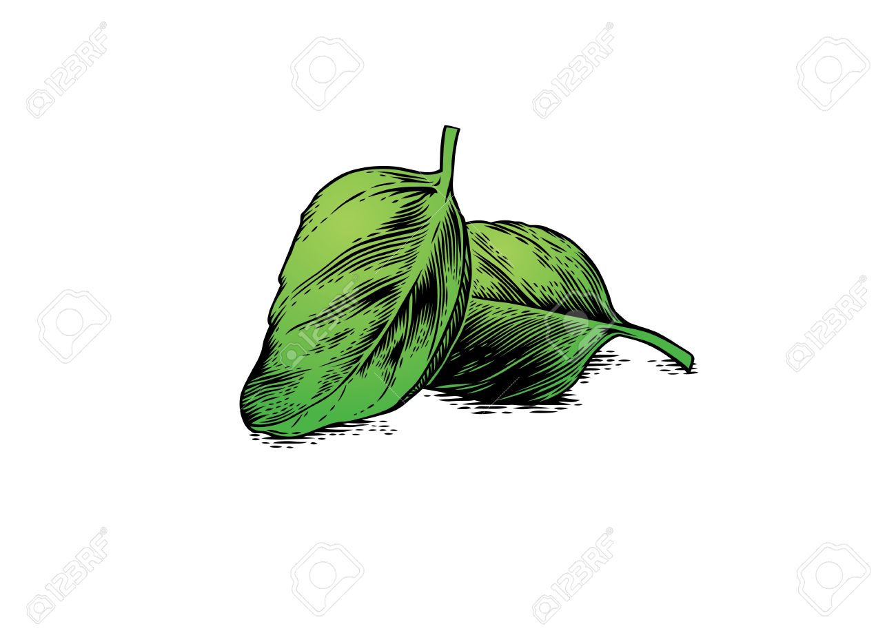 Basil Drawing at GetDrawings | Free download