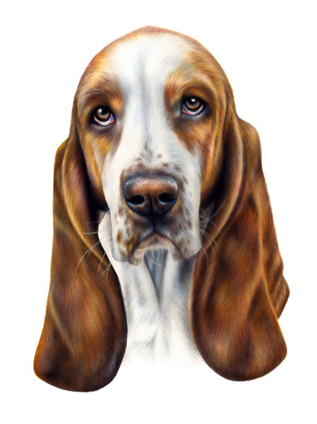 Basset Hound Drawing at GetDrawings | Free download