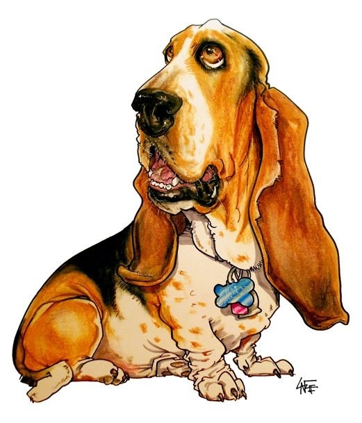 Basset Hound Drawing at GetDrawings | Free download