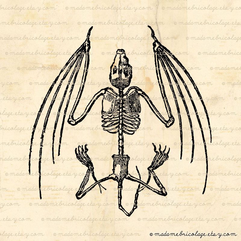 Bat Skeleton Drawing at GetDrawings Free download