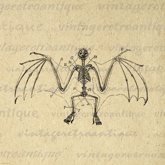 Bat Skeleton Drawing at GetDrawings Free download