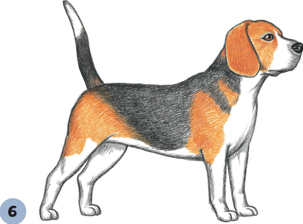 Beagle Dog Drawing at GetDrawings Free download