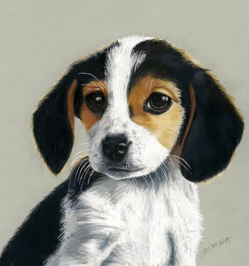 Beagle Dog Drawing at GetDrawings | Free download