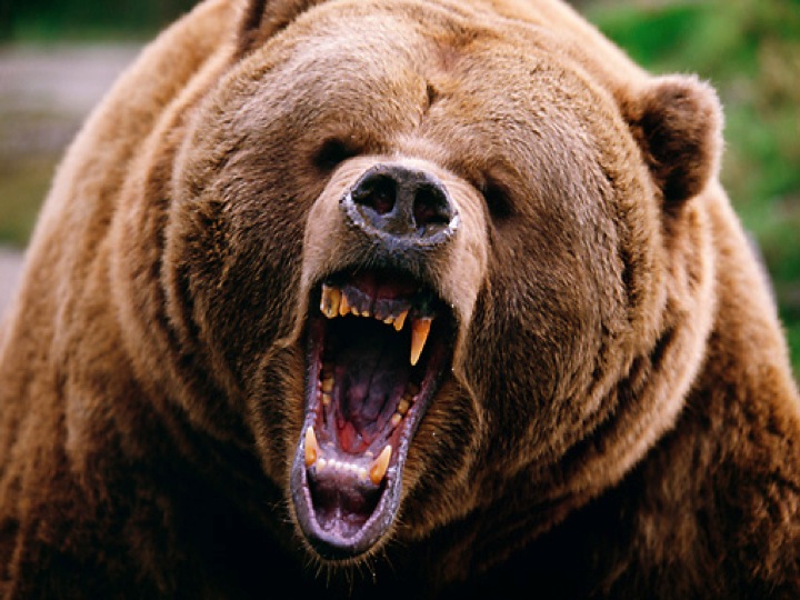 bear growl sound