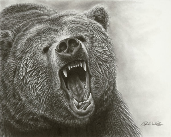 Bear Roaring Drawing at GetDrawings | Free download