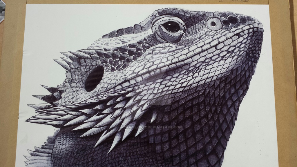 bearded-dragon-drawing-at-getdrawings-free-download