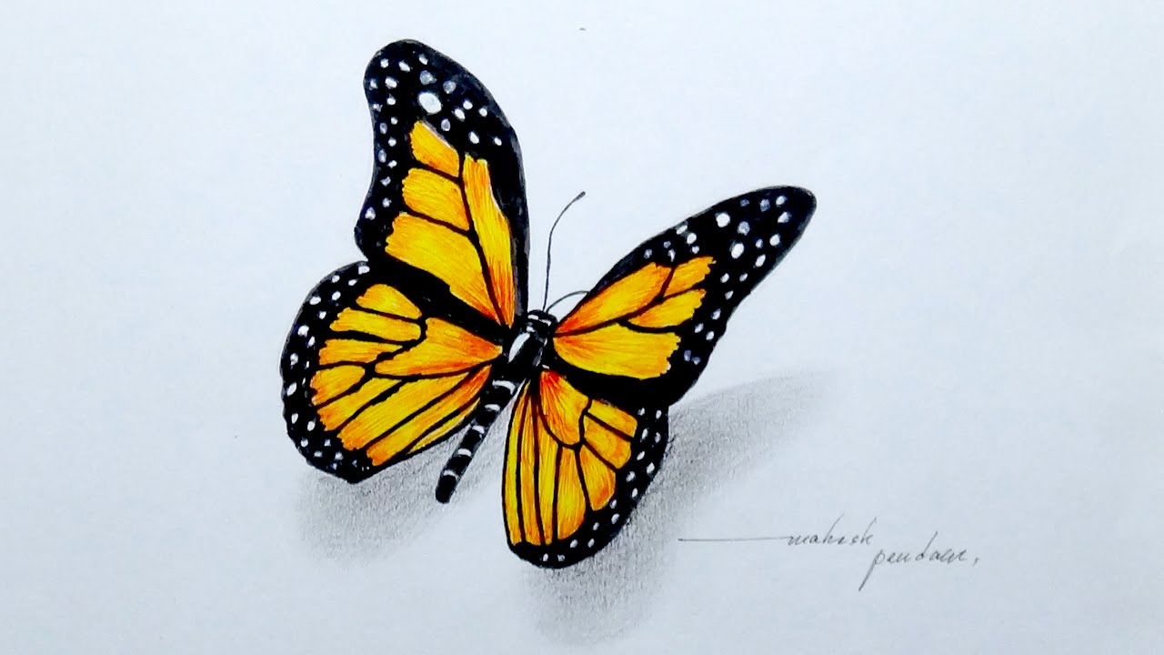 Featured image of post Beautiful Butterfly Butterfly Drawing Images Easy : I have made a page with bird drawings, also with fantasy coloring.