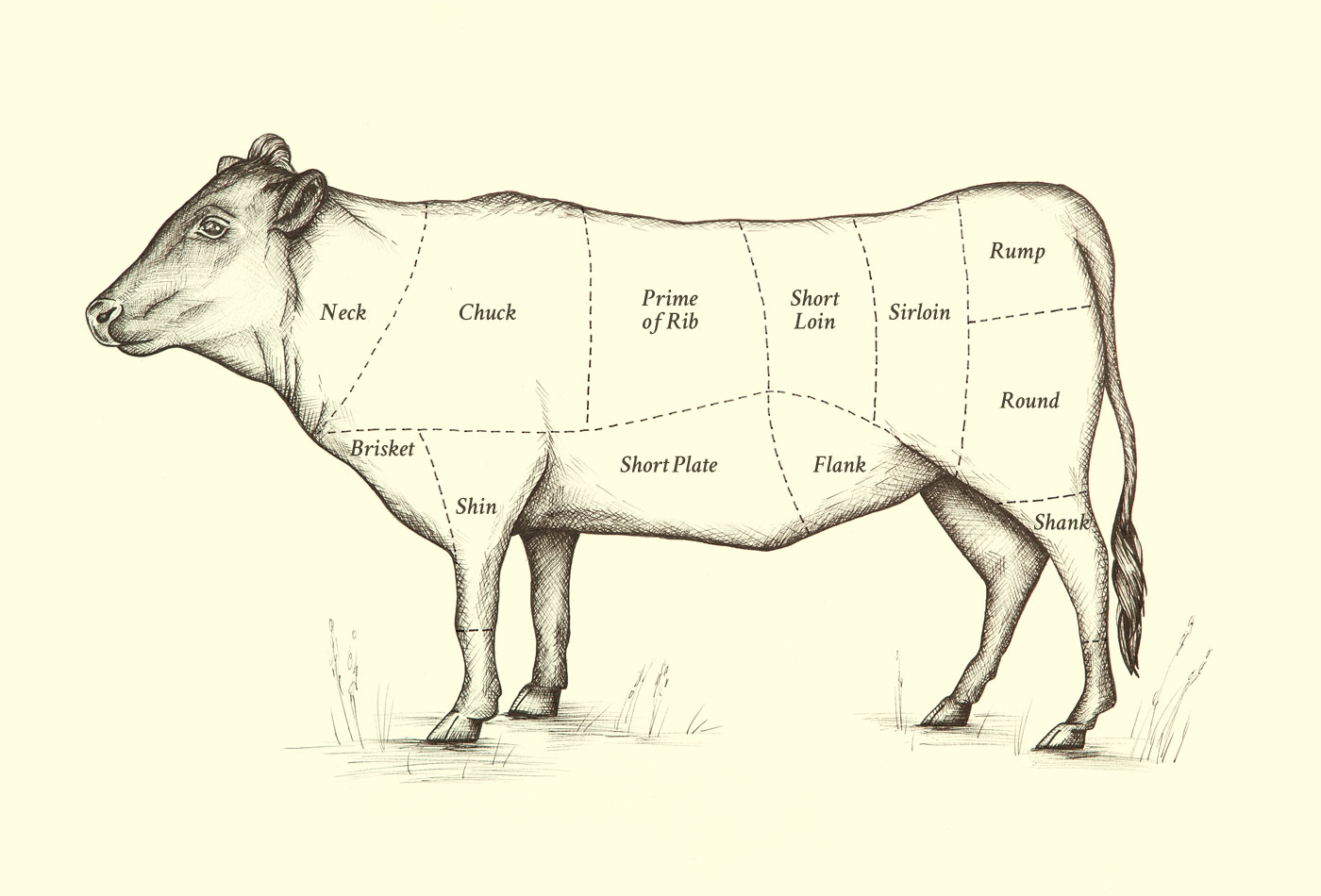 Beef Cattle Drawing at GetDrawings Free download