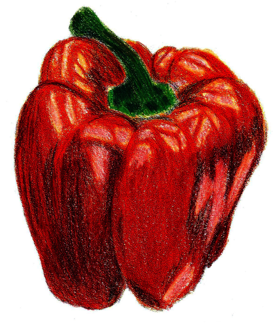 Bell Pepper Drawing at GetDrawings | Free download