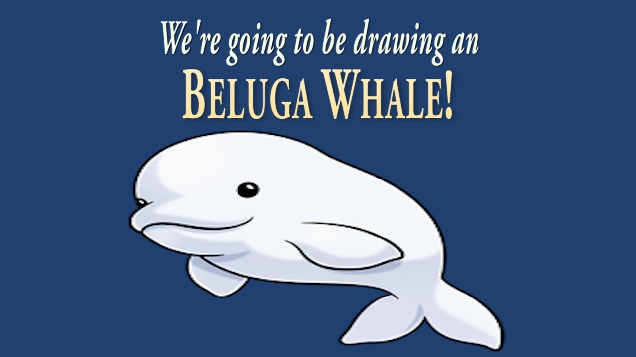 1280x720 How To Draw A Cute Little Beluga Whale Easy Drawing Artninja.