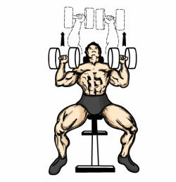 Bench Press Drawing at GetDrawings | Free download