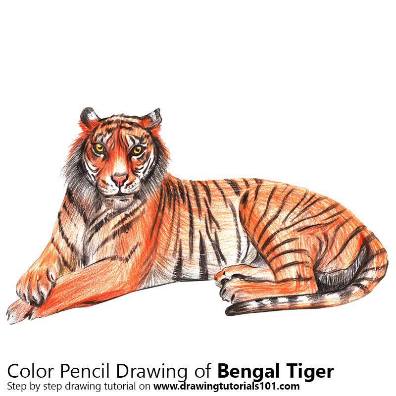 Bengal Tiger Drawing at GetDrawings | Free download