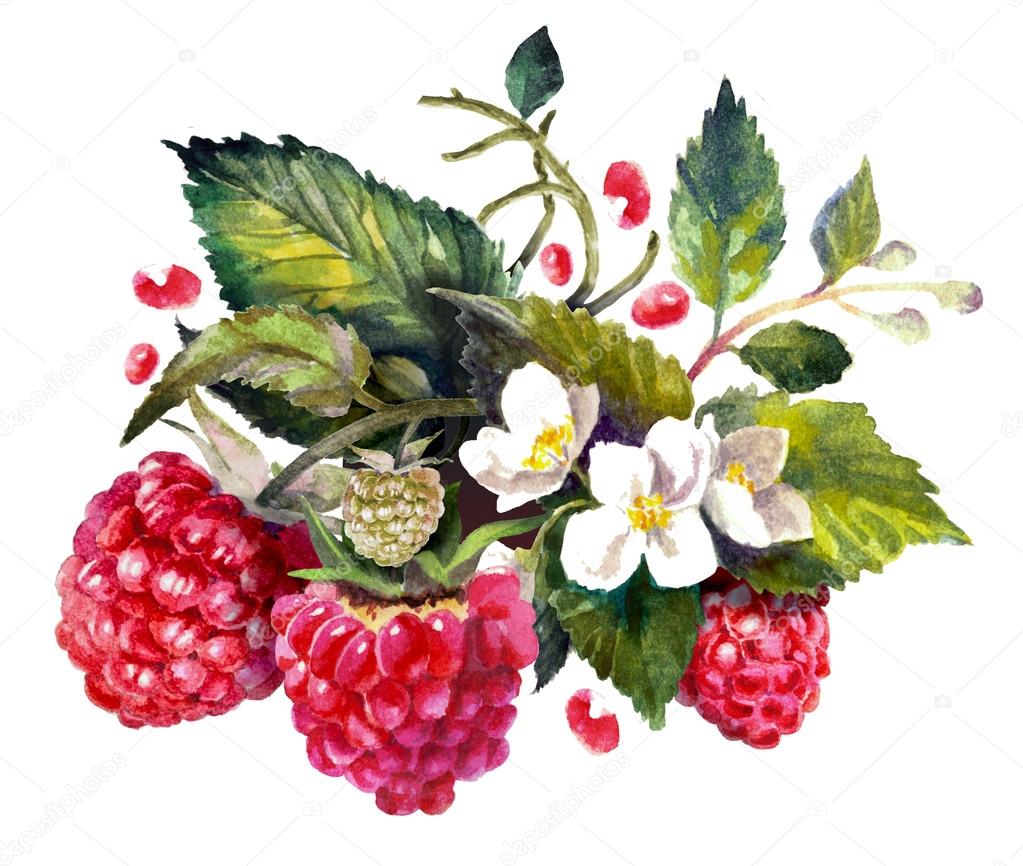 Berries Drawing at GetDrawings | Free download