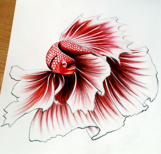 Realistic Pencil Realistic Betta Fish Drawing - Gamer 4 Everbr