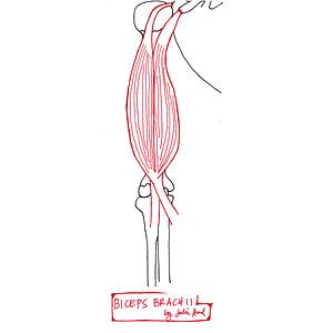 Biceps Drawing at GetDrawings | Free download