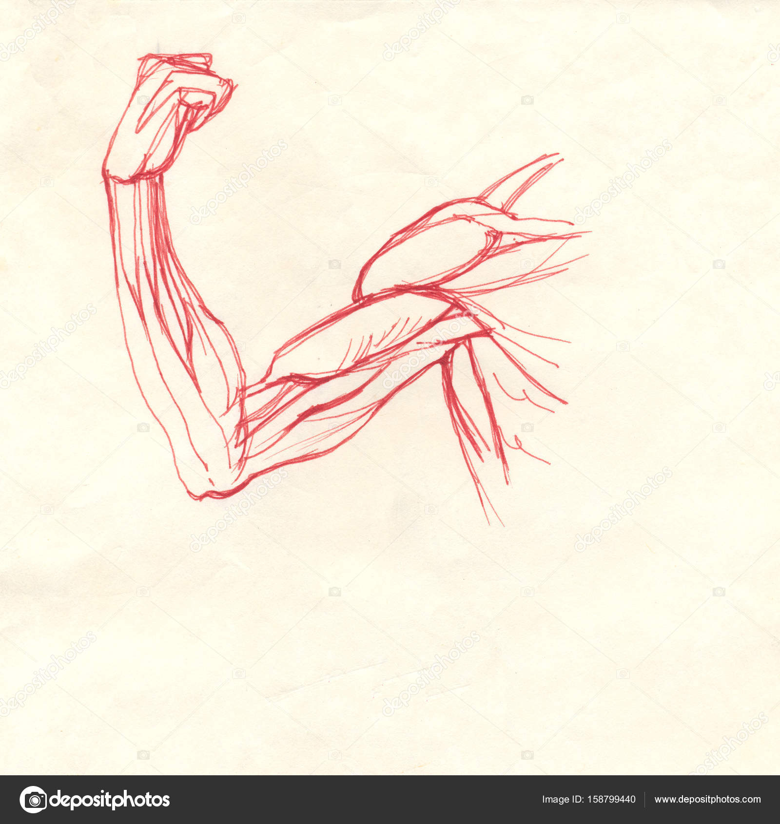 Biceps Drawing at GetDrawings | Free download