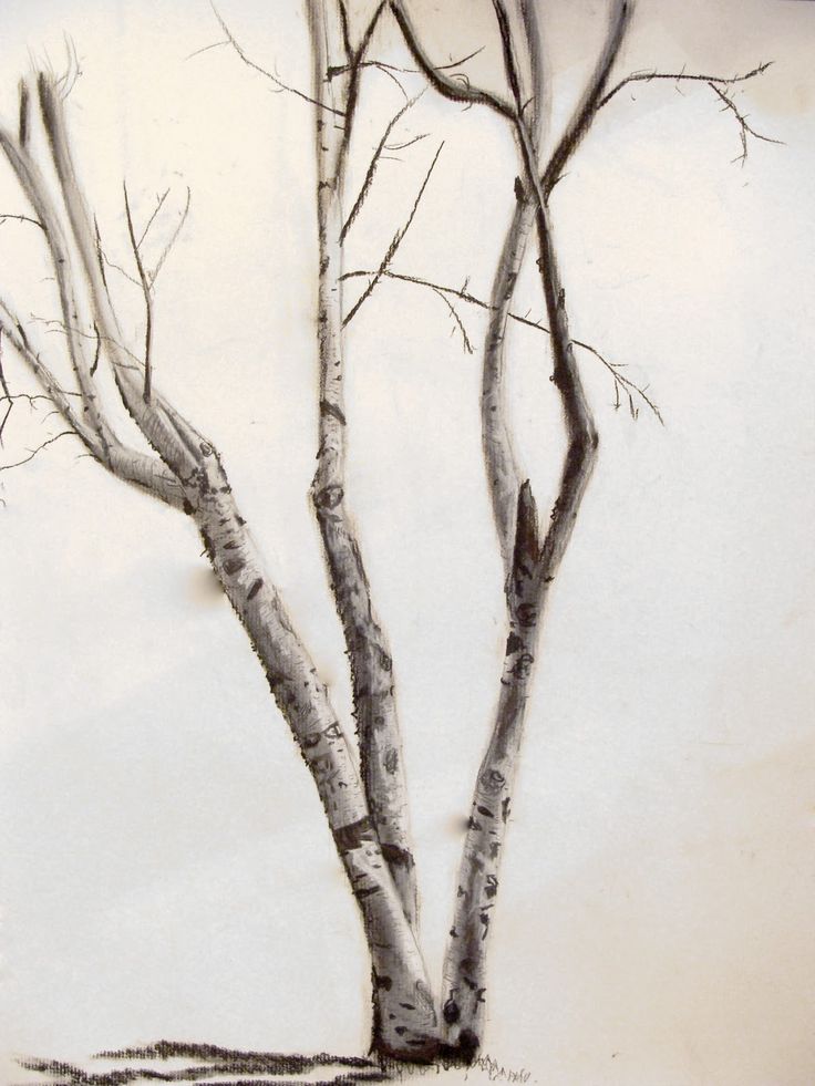 Birch Tree Drawing at GetDrawings Free download