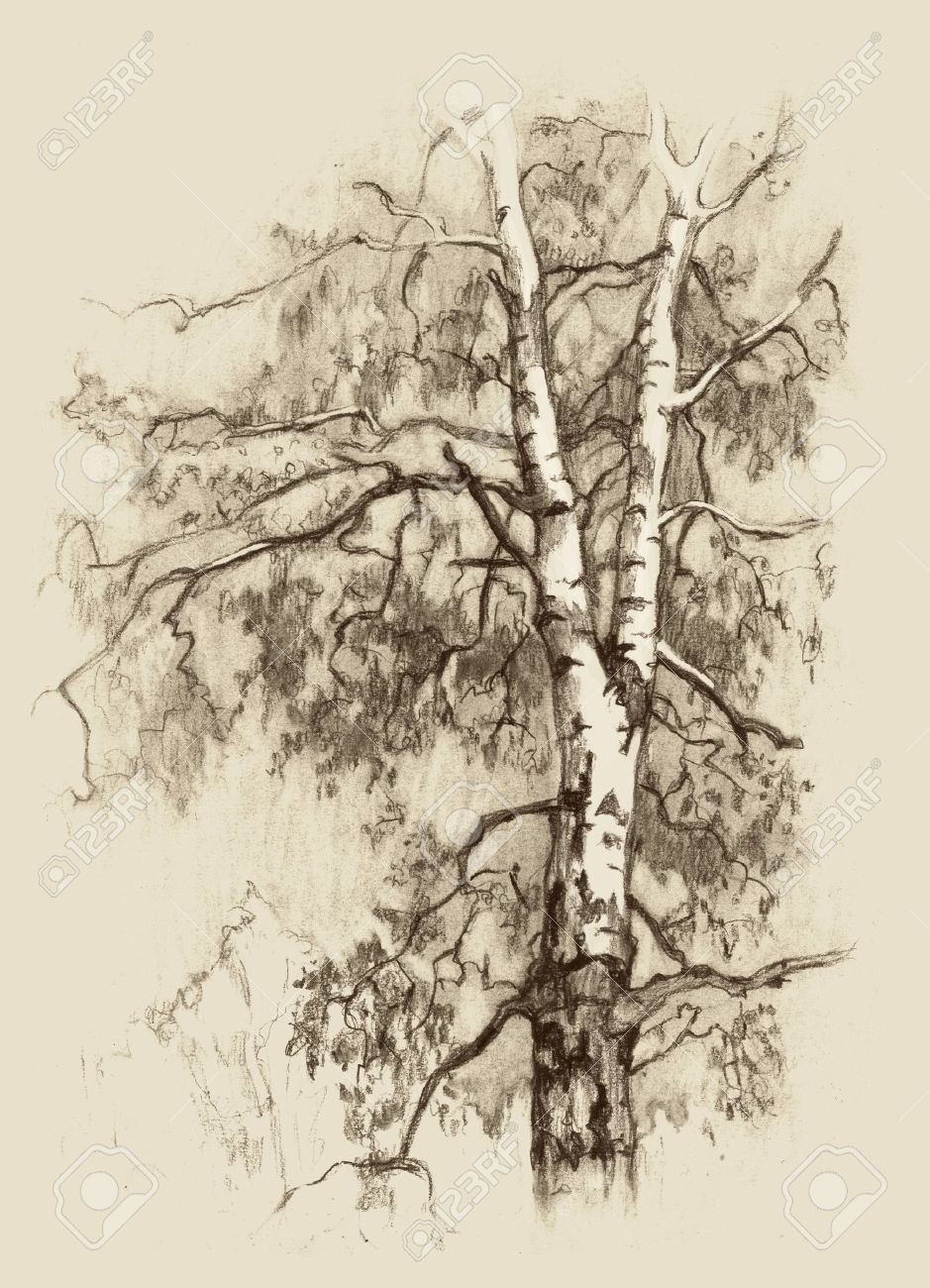 Birch Tree Drawing at GetDrawings | Free download