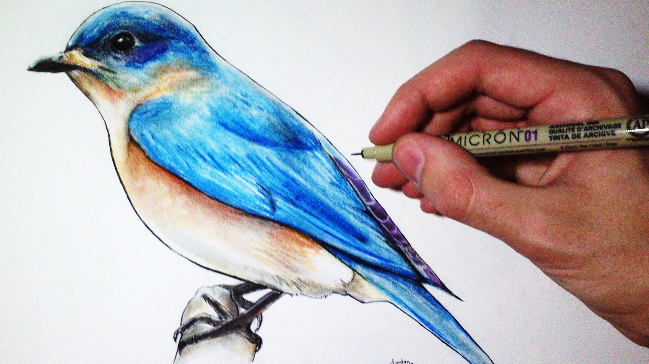 Amazing How To Draw Realistic Birds  Don t miss out 