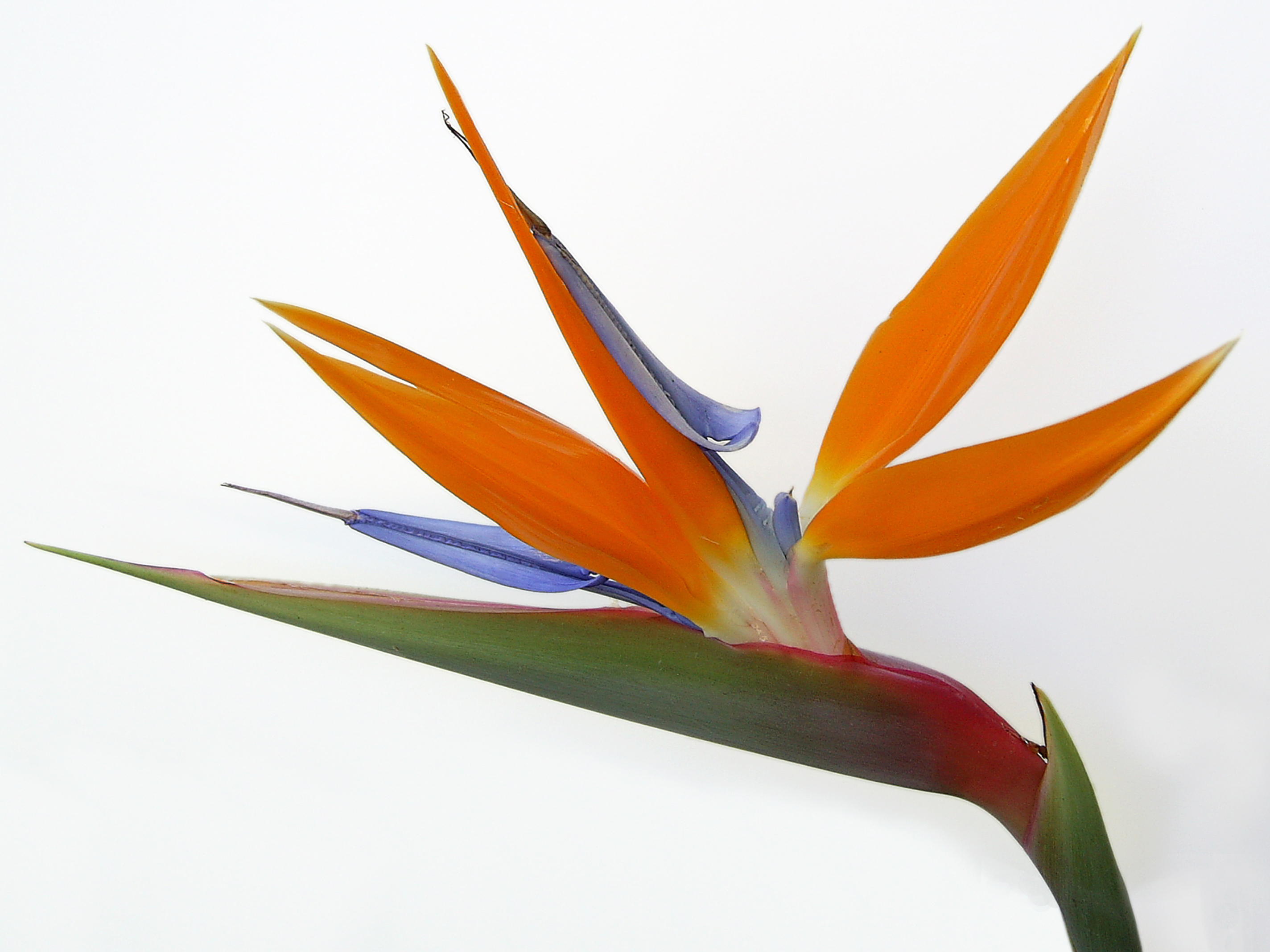 Bird Of Paradise Flower Drawing at GetDrawings Free download