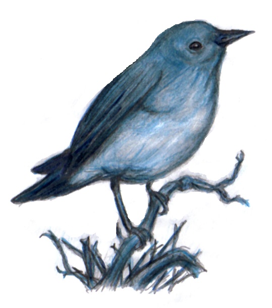 Bird On A Branch Drawing at GetDrawings Free download