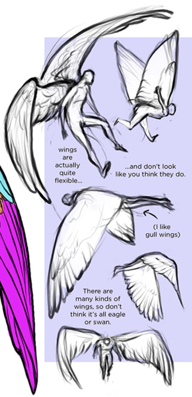 Bird Wings Drawing at GetDrawings | Free download