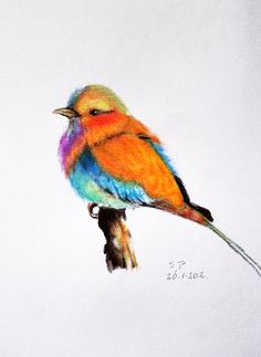 Drawing Pictures Of Birds With Colour - Integra