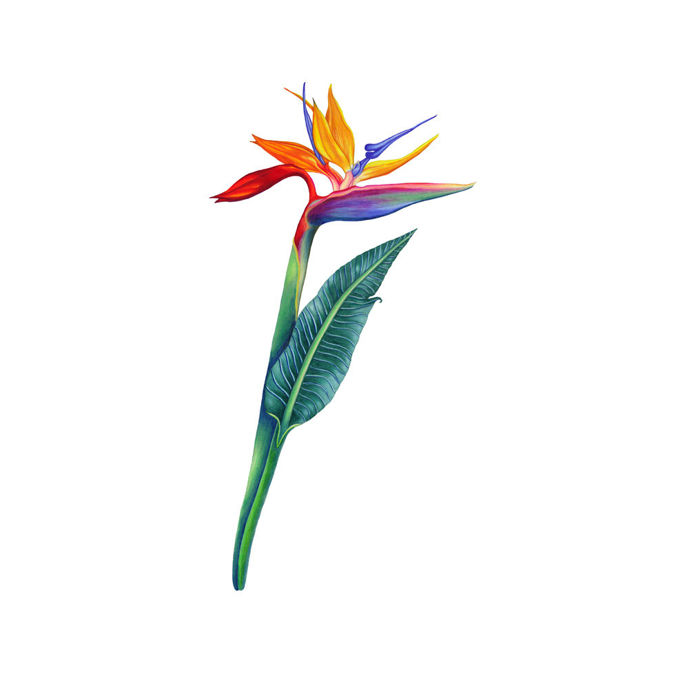 Birds Of Paradise Flower Drawing at GetDrawings Free download