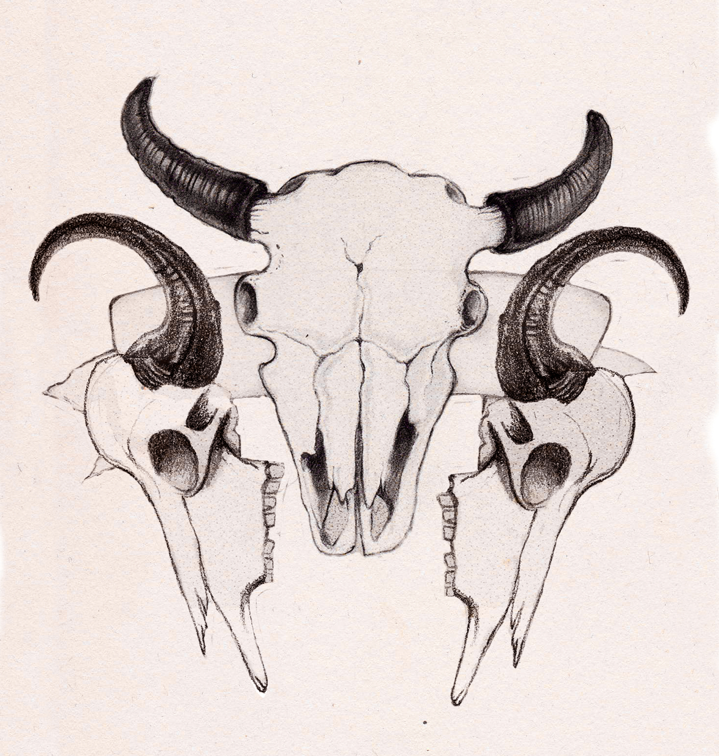 Bison Skull Drawing at GetDrawings Free download