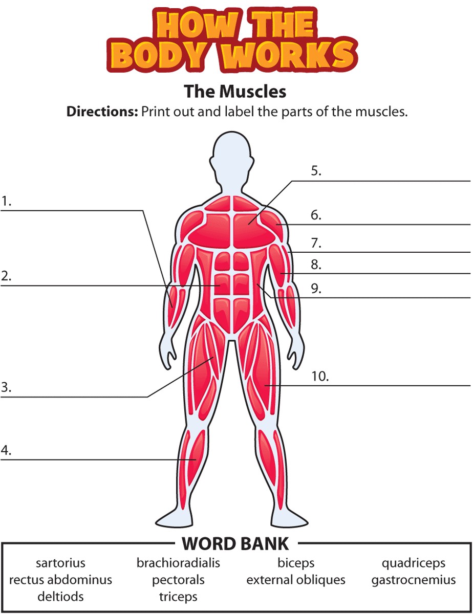 32-blank-muscle-diagram-to-label-labels-for-your-ideas