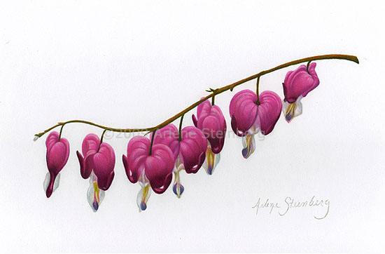 Bleeding Heart Flower Drawing at GetDrawings | Free download