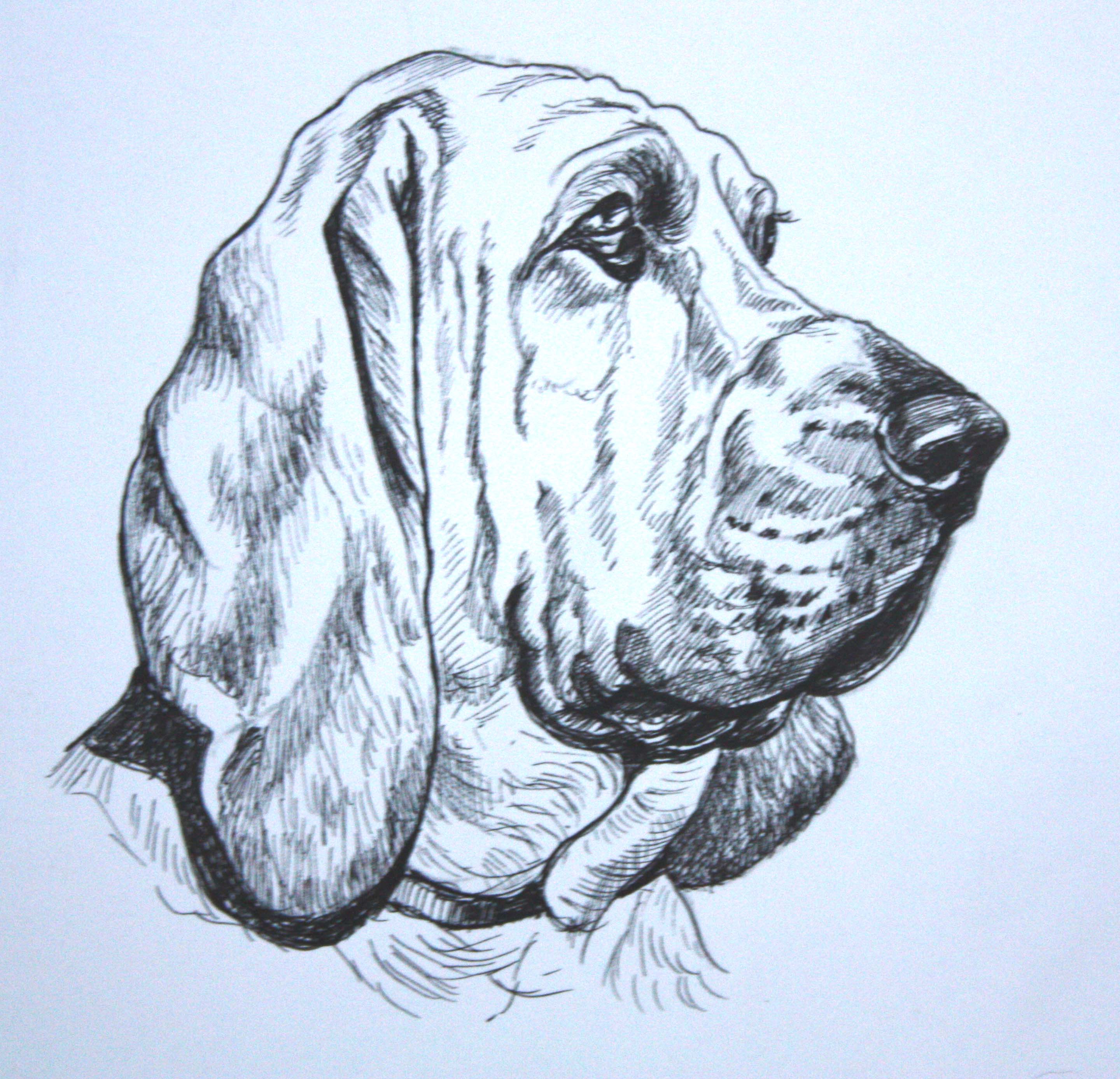 Bloodhound Drawing at GetDrawings Free download