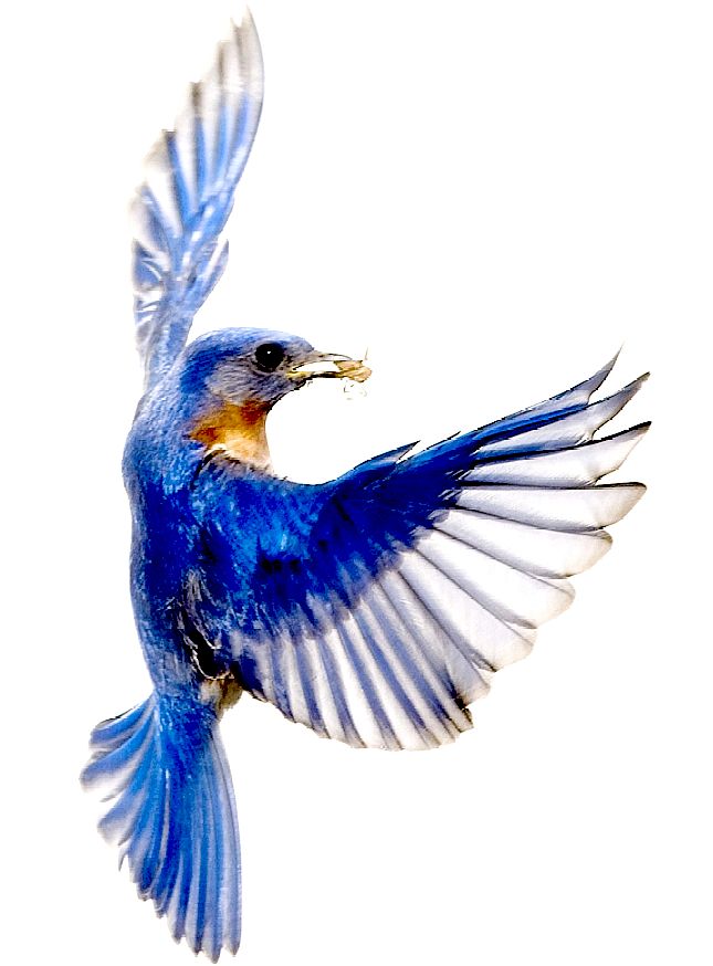 Blue Bird Flying Drawing at GetDrawings Free download