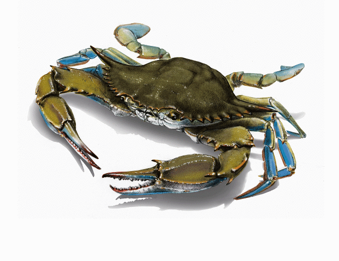 blue crab drawing