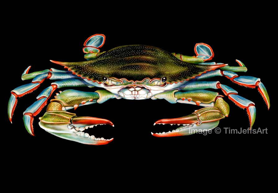 Blue Crab Drawing at GetDrawings | Free download