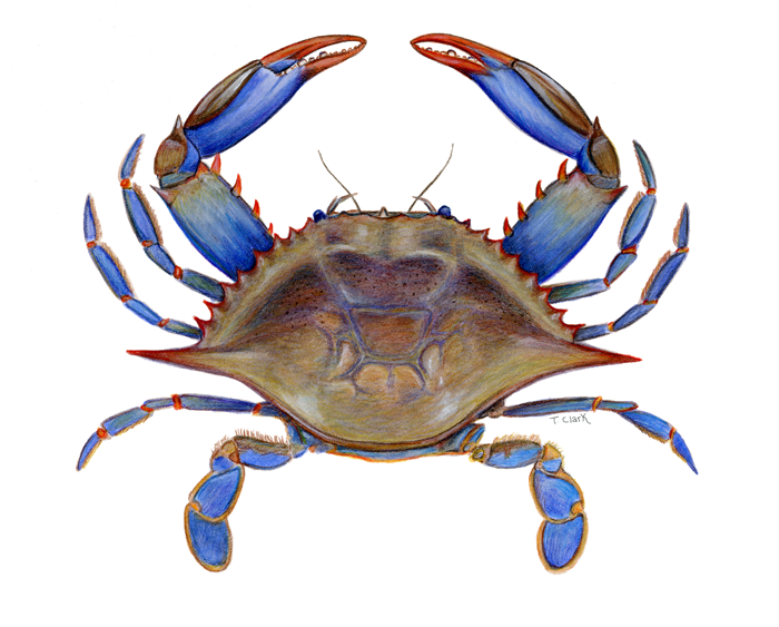 Blue Crab Drawing at GetDrawings | Free download