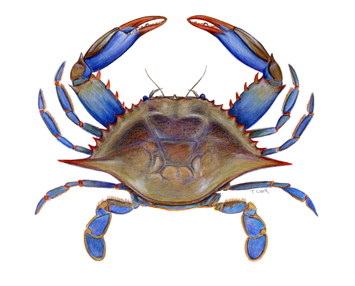 Blue Crab Drawing At GetDrawings Free Download