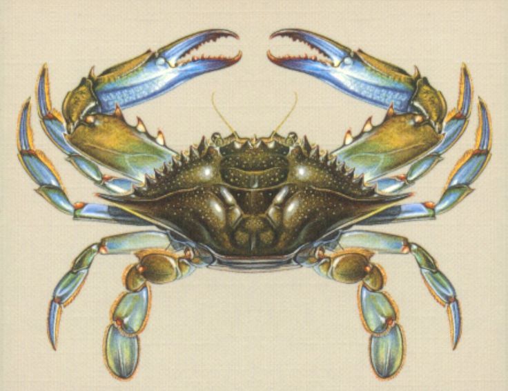 Blue Crab Drawing at GetDrawings | Free download